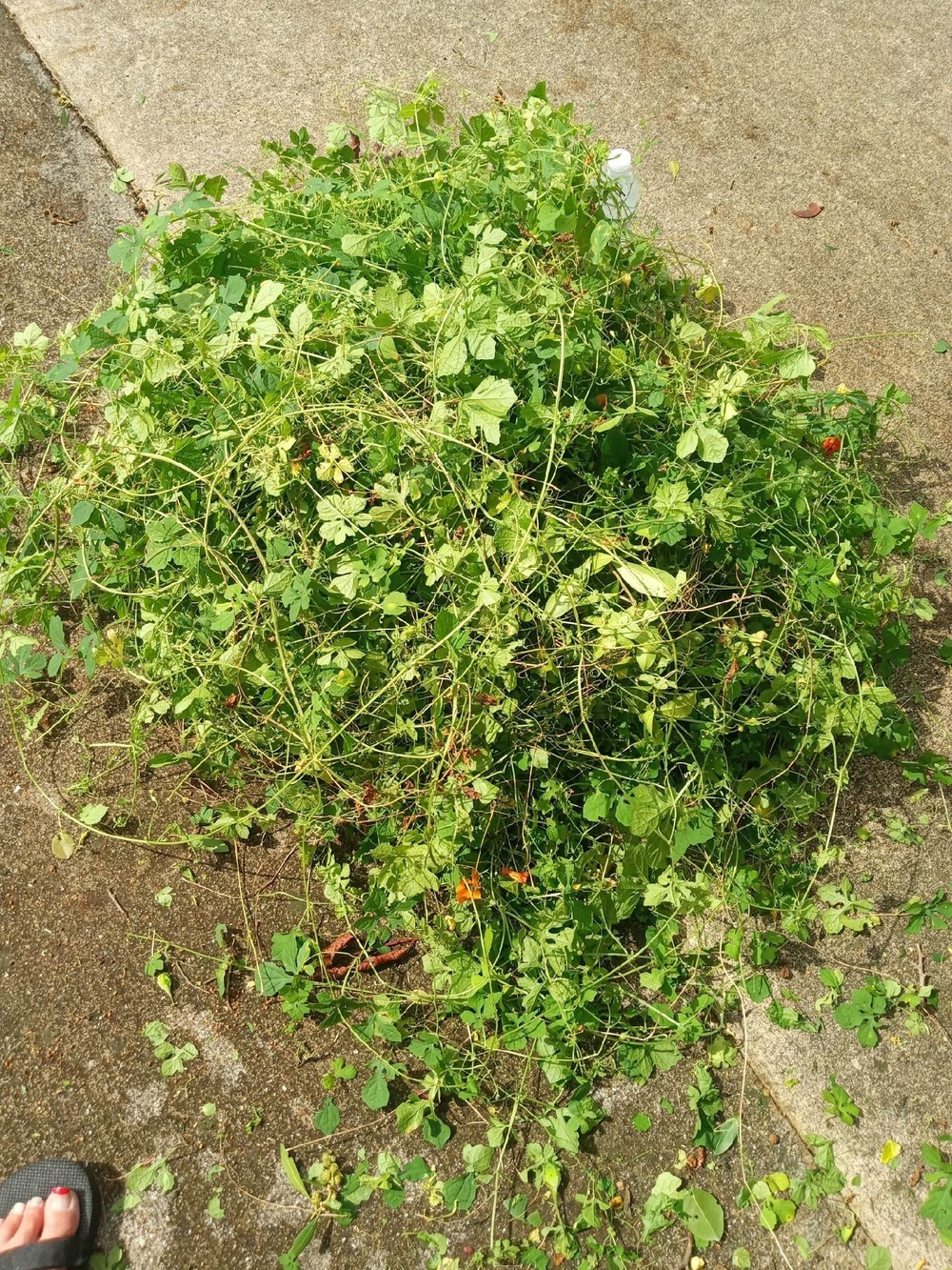 Bulk Assosi/Cerasee (Fresh Harvested)
